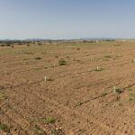 Encinas plantadas en la finca de Castro Enríquez