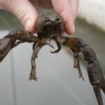 Un ejemplar de cangrejo de río de patas blancas