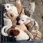 Algunos de los cachorros encontrados por la Policía
