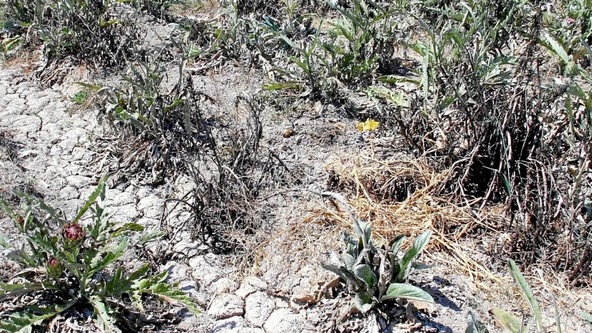 En la imagen, un campo de alcachofas afectadas por la sequía. La Unió pide que se valoren las pérdidas para compensarlas