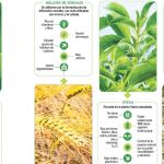 Endulzantes naturales