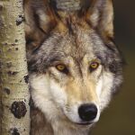 Un ejemplar de lobo ibérico