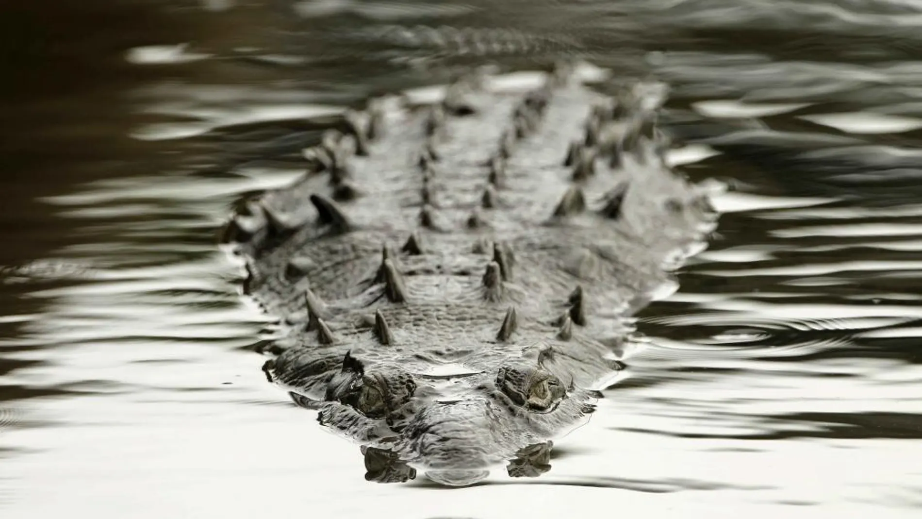 Fotografía del 25 de julio de 2014 de un cocodrilo que habita en gran número en el río Tárcoles, con desembocadura en el Pacífico central costarricense