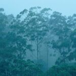 Un bosque en Camerún