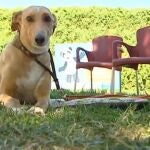 El Zoo, el Parque de Atracciones, la Warner y Faunia se unen contra el abandono animal