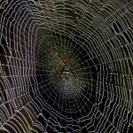 Una espectacular telaraña natural