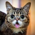Fotografía facilitada por Mike Bridavsky, propietario de la gata denominada Lil Bub, cuyo genoma secuenciarán tres jóvenes científicos y que por su peculiar aspecto es toda una celebridad en Internet e incluso ha aparecido en bastantes programas de televisión en EEUU