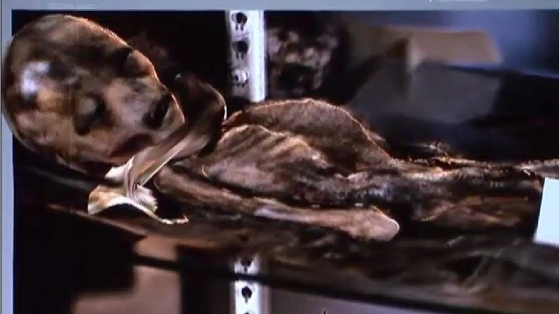 Así es el extraterrestre de Roswell