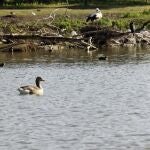 Ejemplares de algunas de las 200 especies de aves que se encuentran en la Cañada de los Pájaros, un humedal estratégico del Espacio Natural de Doñana