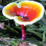 Reishi, poder antioxidante y aumento de defensas