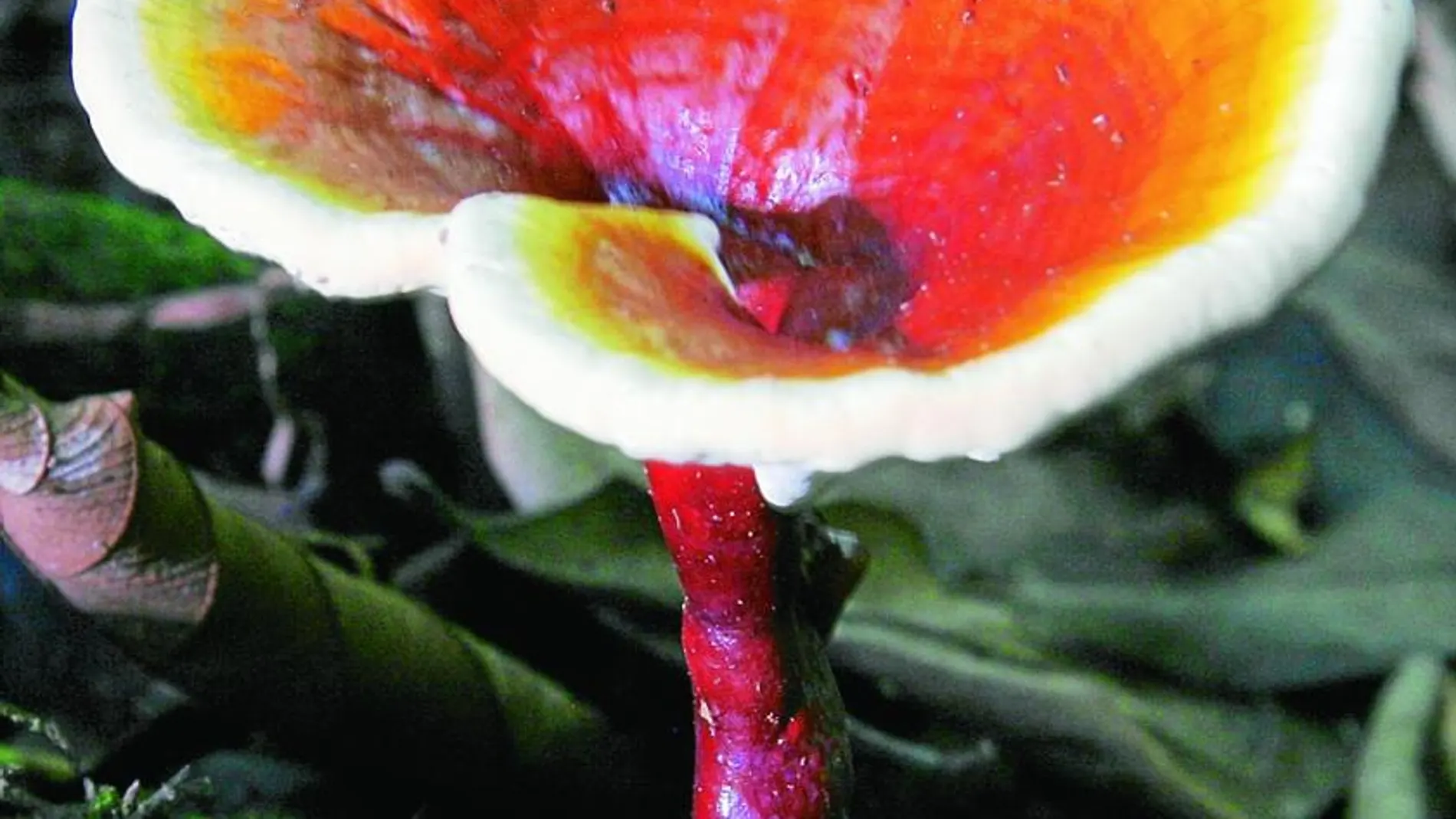 Reishi, poder antioxidante y aumento de defensas