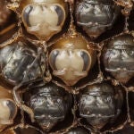 Las abejas, cerca de alcanzar su forma y color definitivos