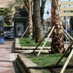 Las palmeras de la avenida de Pinto, recién plantadas