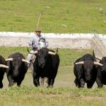 Un mayoral y sus astados galopan a campo abierto