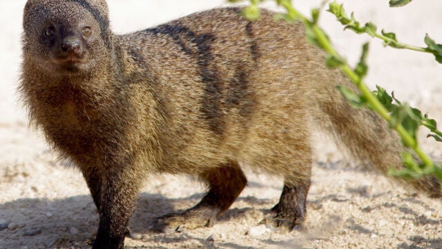 Un ejemplar del meloncillo, depredador de conejos