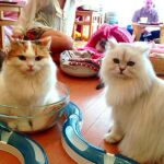 En «La Gatería», los visitantes pueden tomar un café en compañía de los felinos