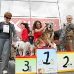 La última edición del concurso fue todo un éxito. Mañana tendrá lugar a partir de las 10.00 en el Centro Hípico Nueva Cartuja (km 4.500 de la M-117). Inscripciones en anaaweb.org