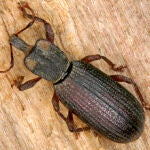 Ejemplar de la nueva especie de coleóptero Oromia thoracica
