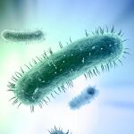 «Rebobinar» a las bacterias