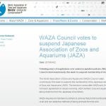 La Organización mundial de zoos y acuarios ya decidió expulsar a su filial japonesa por la caza de delfines