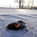 Alrededor de quinientos mirlos fueron hallados muertos el pasado martes en una autopista de Luisiana.