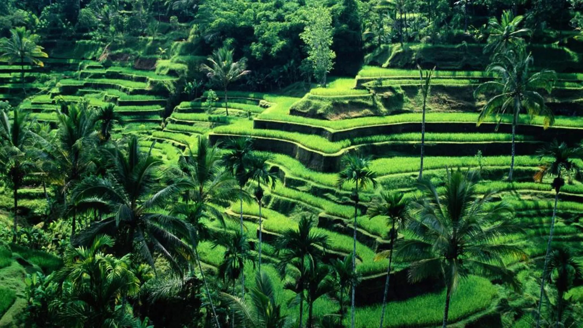 Bali, la isla de los dioses