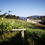Viñedos en el valle del Salnés