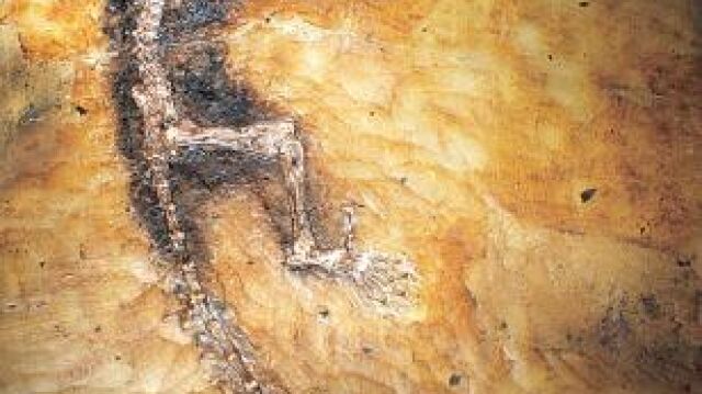 Así éramos hace 47 millones de años