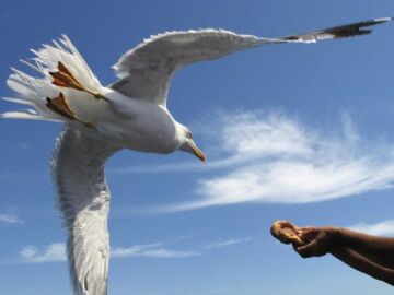 Las descaradas gaviotas de Barcelona