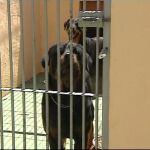 Una niña de 6 años recibe 50 puntos al ser atacada por un rottweiler en plena calle