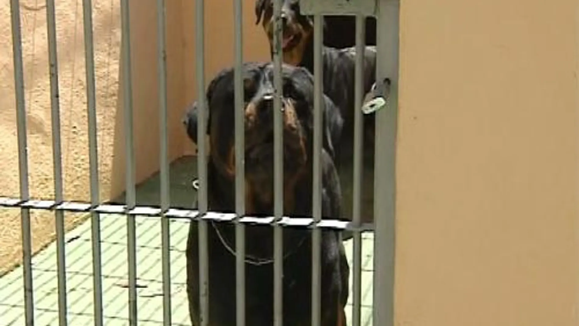 Una niña de 6 años recibe 50 puntos al ser atacada por un rottweiler en plena calle