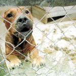 El pitbull es considerado como uno de los perros más peligrosos que existen; de hecho, fue creado para participar en peleas