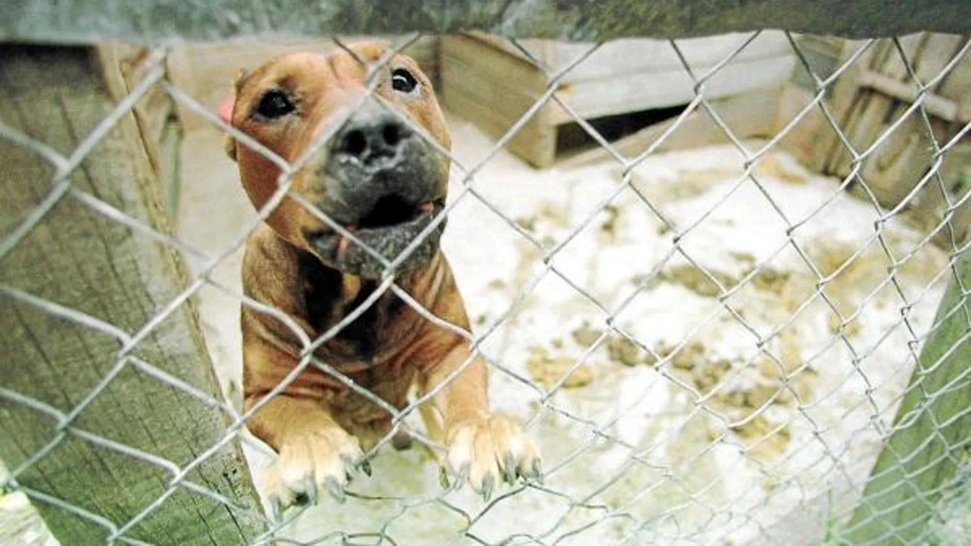 El pitbull es considerado como uno de los perros más peligrosos que existen; de hecho, fue creado para participar en peleas