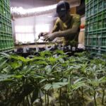 Sanidad da luz verde al uso de un derivado del cannabis para la esclerosis