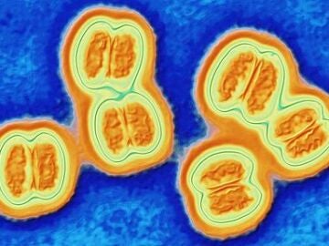 Bacteria de la meningitis