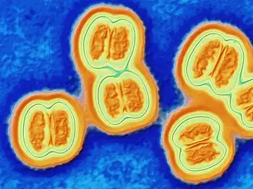 Bacteria de la meningitis Bacteria de la meningitis