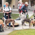Semana Santa de «Camino canino»