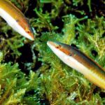 Imagen de los fondos marinos de Illes Columbretes