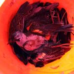 Siete teorías y una conspiración para explicar la misteriosa lluvia de pájaros