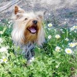 Este Yorkshire es un perro muy alegre al que le encanta dormir y salir al parque a corretear