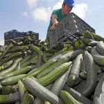 Un agricultor trabaja en las tareas de recolección de pepinos en la Región de Murcia, en una imagen de archivo reciente