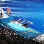 Puede contemplarse el espectáculo nocturno de natación y delfines