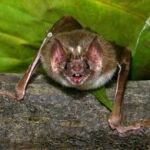 Los murciélagos vampiro tienen unos sensores de infrarrojos para saber dónde morder