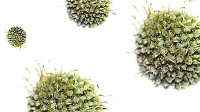 Sensores para cazar virus y bacterias