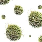 Sensores para cazar virus y bacterias