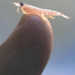Krill es Omega-3 en estado puro