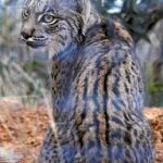 El lince ibérico ha aumentado su población hasta los 279 ejemplares