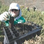 En busca de la planta perfecta