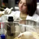 Un gran número de experimentos que han mostrado resultados alentadores en el abordaje del Alzheimer con roedores, no han sido de utilidad cuando se han probado en humanos