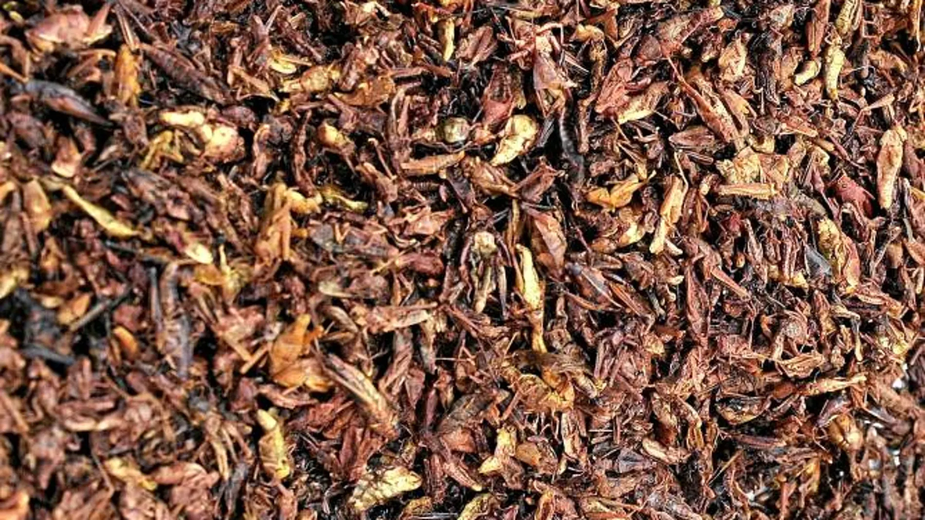 Una empresa cría y produce insectos con fines industriales